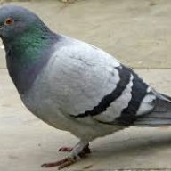 pigeonboy52766
