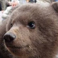 Cute_Russian_Bear